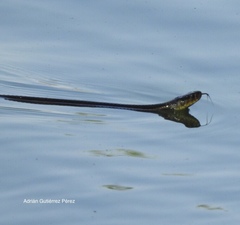Thamnophis eques patzcuaroensis