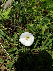 Evolvulus sericeus