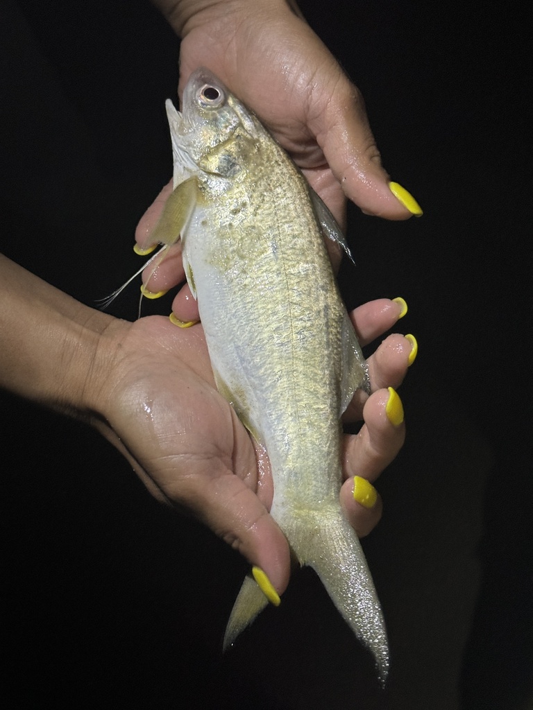 Atlantic Threadfin