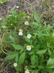 Astranthium ciliatum