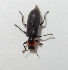 Placopterus thoracicus