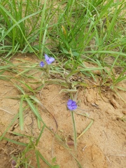 Tradescantia subacaulis