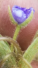 Tradescantia subacaulis