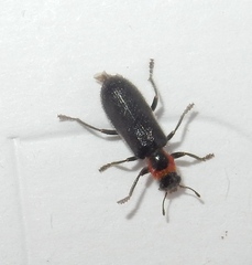 Placopterus thoracicus