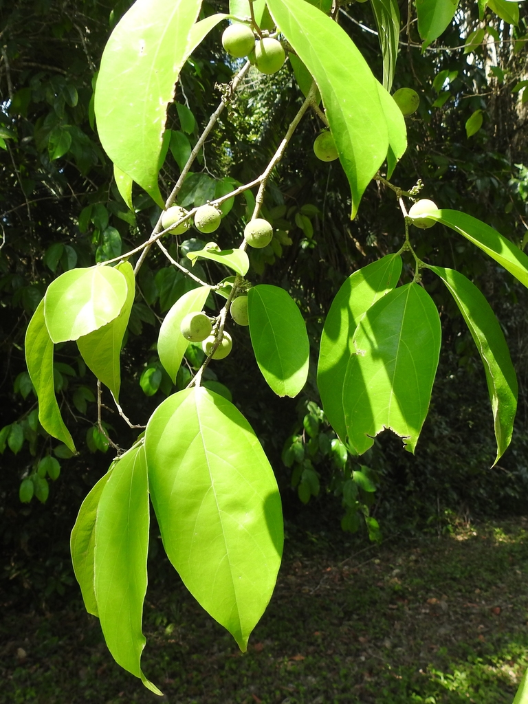 Ampelocera