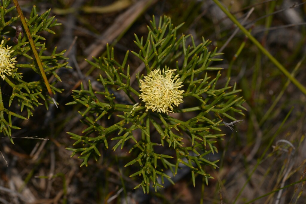 Petrophile crispata