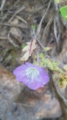 Phacelia strictiflora