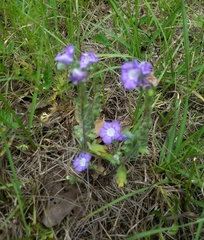 Phacelia strictiflora