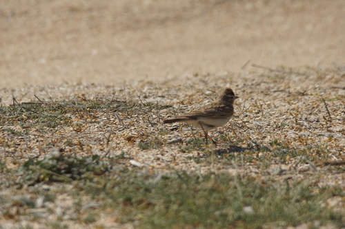 Terrera común (Calandrella brachydactyla)