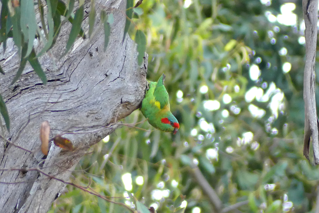 Musk Lorikeet from Mount Beckworth VIC 3363, Australia on January 26 ...