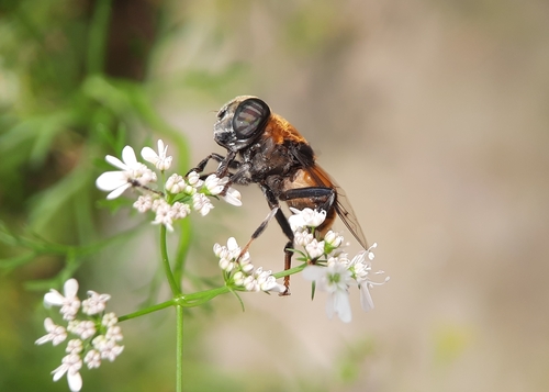 Phytomia zonata