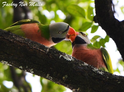 Subespecie Psittacula alexandri alexandri · iNaturalist Ecuador