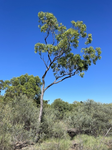 Glen Geddes Bloodwood (Corymbia xanthope)