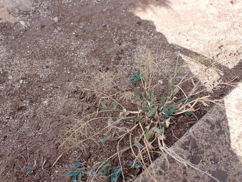 Sporobolus coromandelianus observed 2024-05-04