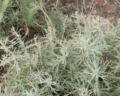 Artemisia nesiotica