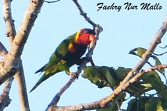Ornate Lorikeet photo 5