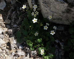 Romanzoffia sitchensis