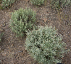 Artemisia nesiotica