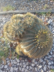 Ferocactus glaucescens