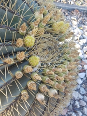 Ferocactus glaucescens