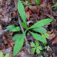 Hieracium paniculatum