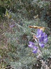 Lupinus chamissonis