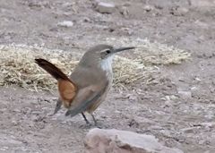 Ochetorhynchus ruficaudus