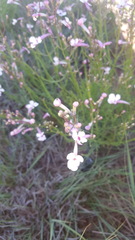 Penstemon ambiguus