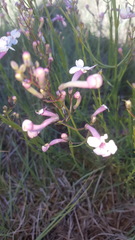 Penstemon ambiguus