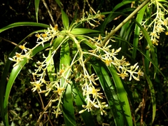 Dracaena americana