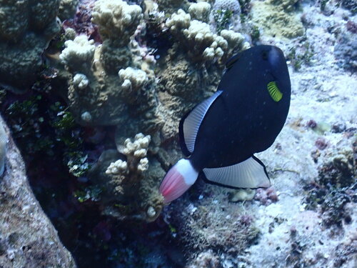 Rozestaart-trekkervis (Melichthys vidua) — Balistidae — 5