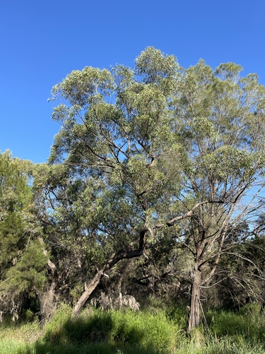 Eucalyptus conglomerata 2