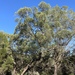 Eucalyptus conglomerata - Photo (c) Dean Nicolle, some rights reserved (CC BY-NC), uploaded by Dean Nicolle