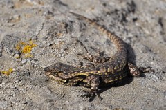 Sceloporus anahuacus