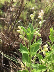 Ditaxis aphoroides