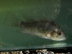 Gymnogeophagus meridionalis