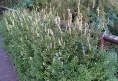 Salvia uliginosa