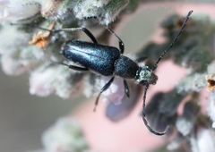 Anastrangalia laetifica