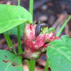 Contarinia cerasiserotinae