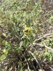 Lantana balansae