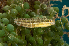 Petroscirtes variabilis