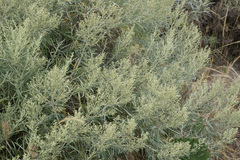 Artemisia nesiotica