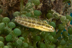 Petroscirtes variabilis