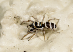 Salticus austinensis