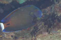 Acanthurus fowleri