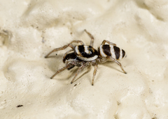 Salticus austinensis