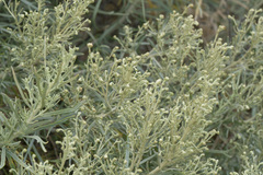 Artemisia nesiotica