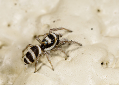 Salticus austinensis
