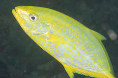 Flavocaranx bajad