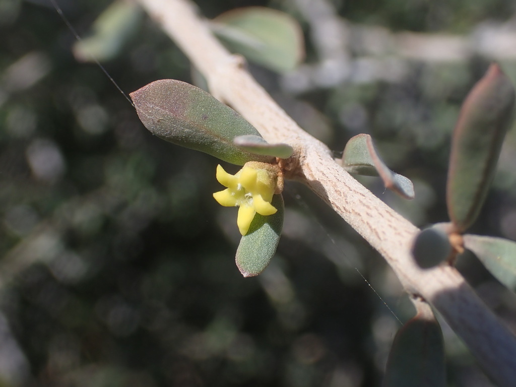 Secamonopsis microphylla